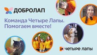 Команда Четыре Лапы. Помогаем вместе!