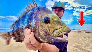 Using LIVE FIDDLER CRABS to catch SHEEPSHEAD! (Catch & Cook)