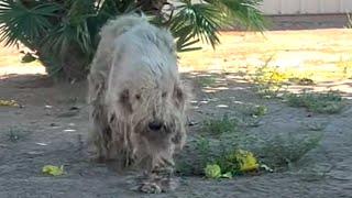 This street dog is unrecognizable now