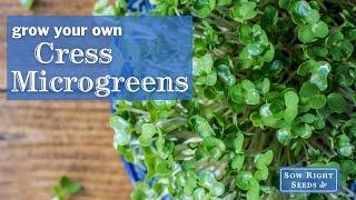 Sow Right Seeds | Cress Microgreens