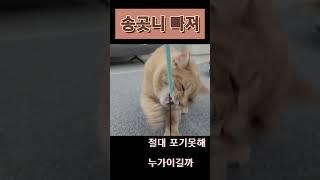 송곳니 빠져