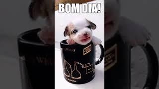 bom dia!!!