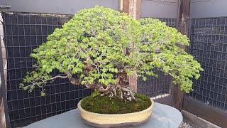 Ulmus Minor Bonsai