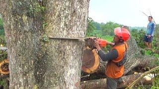 Heavy rain fell during the felling of large trembesi trees ‼️