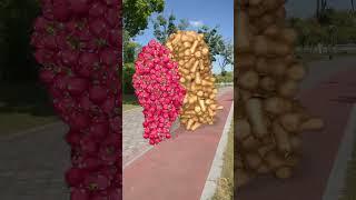 Ultraman Zaki plays various bumps with dragon fruit. Please do not take the special effects seri