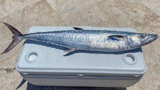 How To Fillet Kingfish (King Mackerel)