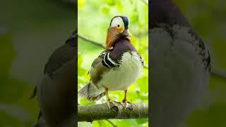 Facts about Mandarin duck  #wildlife #nature #animals