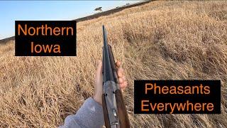 Iowa Pheasant Hunting | Birds Everywhere & Good Dog Work *LIMIT*