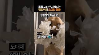 목욕하면 시작되는 댕댕이의 요상한 행동 #이것좀보개