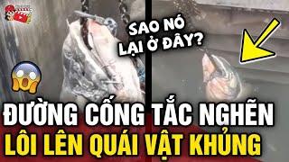 Cố thông đường cống 'TẮC NGHẼN', nhóm người phát hiện 'QUÁI VẬT' ẩn mình bên dưới | Tin 3 Phút