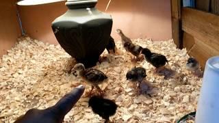 How to raise chickens turkeys and guinea fowl together.