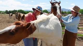 Colorado Horse Rescue - Who We Are