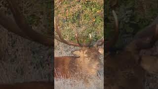 HUGE old red stag worn out from the rut #deer #antlers #ruttingseason #wildlife