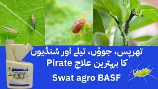 Pirate Swat agro | BASF Chlorfenapyr | for thrips, mites, aphids and worms | Kissan Ghar