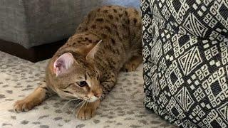 Cute Savannah Cat Meowing, Chirping, And Being Sneaky #cats #cute