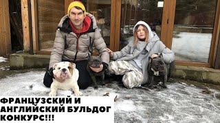 Французский и Английский Бульдог живут вместе/КОНКУРС