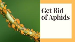 Aphids: My Plan for Organic Control and Prevention