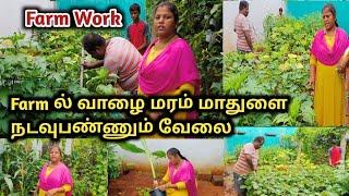 Farm Work|Farm ல் வாழைமரம் மாதுளை நடவு‌ பண்ணும் வேலை @MaadithottamSachu