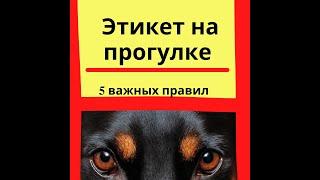 Правила содержания собак в городе || Правила выгула собак || Собака в городе || Хороший тон и этикет