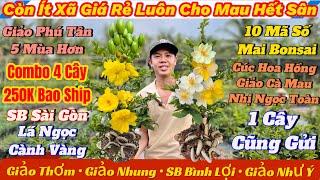 1/1️Mai Vàng Giá Rẻ️Xã Mai Giống Các Loại Chơi Tết,Combo 4 Cây 250K Bao Ship • Giao Lưu Mai Vàng