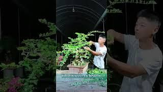 Xả tàn bông Giấy theo phong cách Lingnan bonsai #shortvideo #bonsaiart