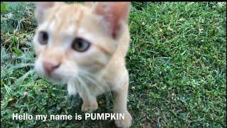 Adorable kittens play-fghting in a garden wonderland!