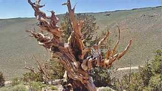 Ancient Bristlecone Pine Forest