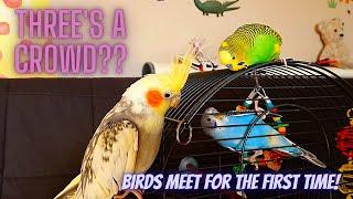 Introducing Our New Budgie to His Flock | Birds Meeting For the First Time