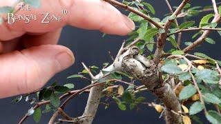 The First Styling of My Chinese Elm, The Bonsai Zone, Jan 2023