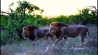TWO BIG MALE LIONS IN THEIR TERRITORY (English, 4K) in Kruger National Park.