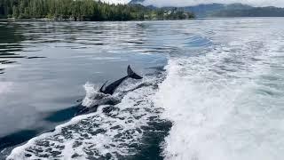 Prince of Whales in Telegraph Cove