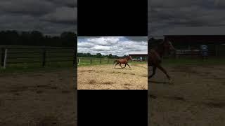 River, lol #chestnut #horse #cute #river #ottb #thoroughbred #funny