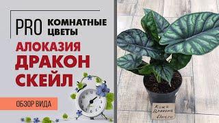 Алоказия Дракон Скэйл | Очень необычное растение | Обзор сорта алоказии