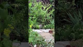 Рубрика «Тайная жизнь домашних животных в саду». #flowers #garden #cat #dog