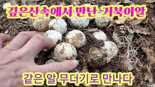 대~박 깊은 산속에서 거북이알 같은걸 무더기로만나다 #말뚝버섯유균