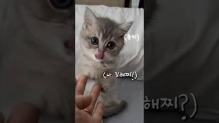 아기고양이 깨물기 교육 모범수강생 국수🫡 #고양이 #귀여운고양이 #아기고양이 #새끼고양이 #먼치킨 #먼치킨고양이 #아깽이 #고양이키우기 #munchkin #cat #kitten