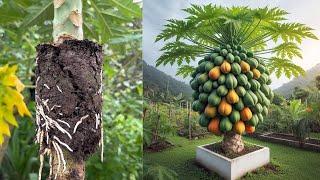 Great method grow super dwarf papaya trees | How to papaya air layering