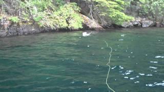 Trucha Arcoiris mosca seca lago Lolog