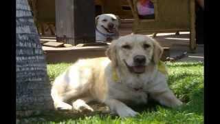 INDIA(Labrador Retriever) Y TOWANDA (Golden Retriever)-Vacaciones Verano 2010