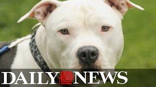 Pit Bull Kills 9-year-old Girl on Long Island