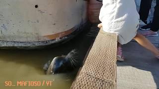 Sea lion drags girl into water (meme)