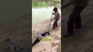 Этот человек спас жизнь крокодилу 