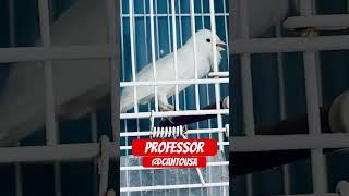 Canário professor #birds #bird #canarybirds #canarybelga #lovebirds