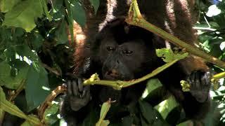 AGUAS TROPICALES  - Documental Naturaleza HD 1080p - Grandes Documentales