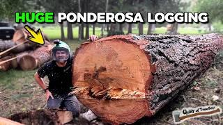 Huge 140' Tall Ponderosa Pine REMOVAL!