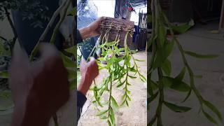 Old man using techniques how to grafting dendrobium nobile plant #orchid #plants