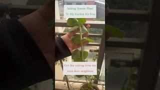 Growing Ajwain Plant From Cuttings #ajwainplant #urbangardening #organicgardening #ecofriendly