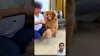 Tommy Ke Baal Jyda Cut Gye  #shorts #video #tommy #dog #shortsfeed #ytshorts