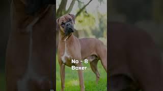 Top 10 Most Dangerous Dogs Breeds in 2023#viralshort#top10info