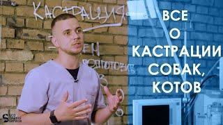 Кастрация кота или собаки. Все что хозяин обязан знать, прежде чем кастрировать своего питомца.